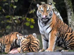 Harimau Unik di Kebun Binatang Siantar: Makan Ayam Goreng dan Nasi