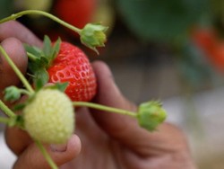 Ratusan Pekerja Migran RI Dipulangkan dari Inggris, Belum Menutup Utang