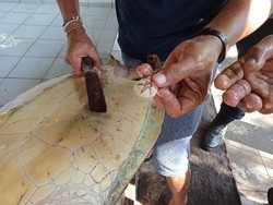 Duh Kasihan, Penyu Hijau Lemas Terdampar di Pantai Delod Berawah