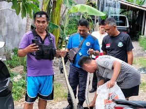 2 Ular Piton Mangsa Ayam-Sembunyi di Akuarium Warga Denpasar