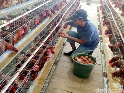 Harga Telur Ayam di Banjarnegara Naik, Peternak: Permintaan Meningkat