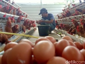 Harga Telur Tembus di Atas Rp 30 Ribu Jelang Nataru, Mendag: Wajar