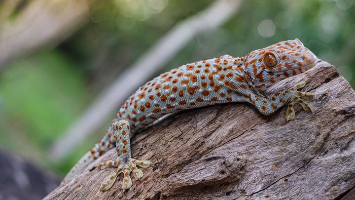 Tokay gecko clings into a tree on green blurred background