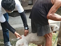 3 Kasus Gigitan Anjing di Jembrana Positif Rabies!