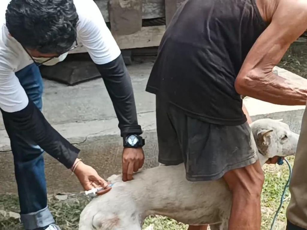 Desa Adat Buleleng Didesak Susun Aturan Cegah Rabies Desa Adat Buleleng Didesak Susun Aturan Cegah Rabies