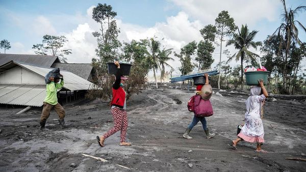 Warga Terdampak Gunung Semeru Evakuasi Barang hingga Hewan Ternak