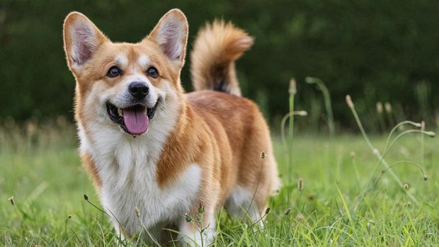 Cute playful Welsh Corgi dog