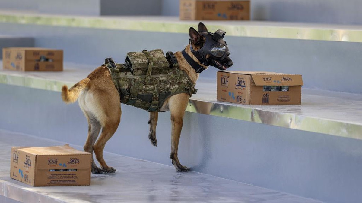 Anjing pelacak bom disiagakan selama Piala Dunia 2022. (Foto: Serhat Cagdas/Anadolu Agency via Getty Images)