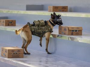 Anjing-anjing Pelacak Bom Diterjunkan Jaga Piala Dunia 2022