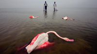 Karya Jawara Kontes Foto Lingkungan, Ada dari Depok