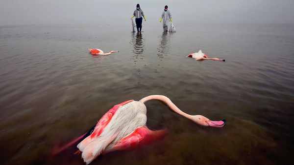 Karya Jawara Kontes Foto Lingkungan, Ada dari Depok