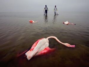 Karya Jawara Kontes Foto Lingkungan, Ada dari Depok Karya Jawara Kontes Foto Lingkungan, Ada dari Depok
