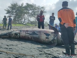 Paus Pilot Raksasa Ditemukan Terdampar di Pantai Bugel Kulon Progo