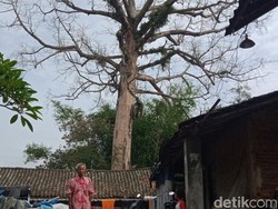 Takut Tertimpa Pohon Randu Alas Lapuk, Warga di Klaten Terpaksa Mengungsi
