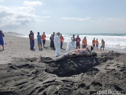 BKSDA Cek Paus Pilot Raksasa Mati di Pantai Bugel Kulon Progo, Ini Hasilnya