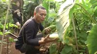 Keseruan Ayah Ojak Belanja Sayur di Pasar hingga Panen Timun Jumbo
