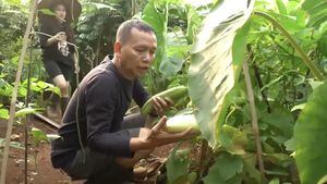 Keseruan Ayah Ojak Belanja Sayur di Pasar hingga Panen Timun Jumbo