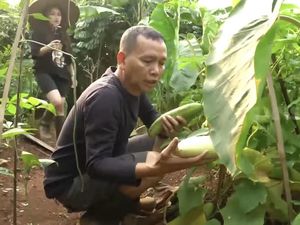 Keseruan Ayah Ojak Belanja Sayur di Pasar hingga Panen Timun Jumbo