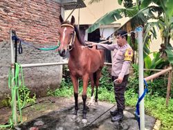 Cerita Pak Bhabin Jadi Kusir 6 Kuda Penarik Kereta Kaesang-Erina