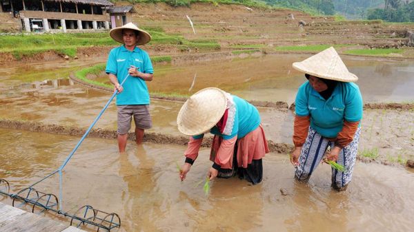 BSI Dorong Desa Binaan di Bogor Jadi Sentra Padi