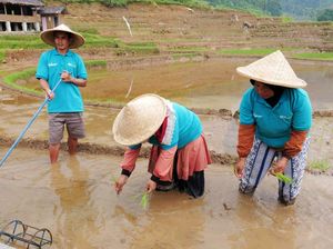 BSI Dorong Desa Binaan di Bogor Jadi Sentra Padi
