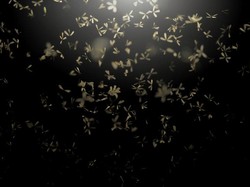 Kenapa Laron Suka Mendatangi Cahaya? Ini 3 Alasannya