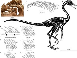 Penemuan Dinosaurus Baru, Bentuknya Menyerupai Angsa Purba!