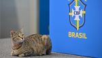 Meong! Ada Kucing Ikut Konferensi Pers Timnas Brasil