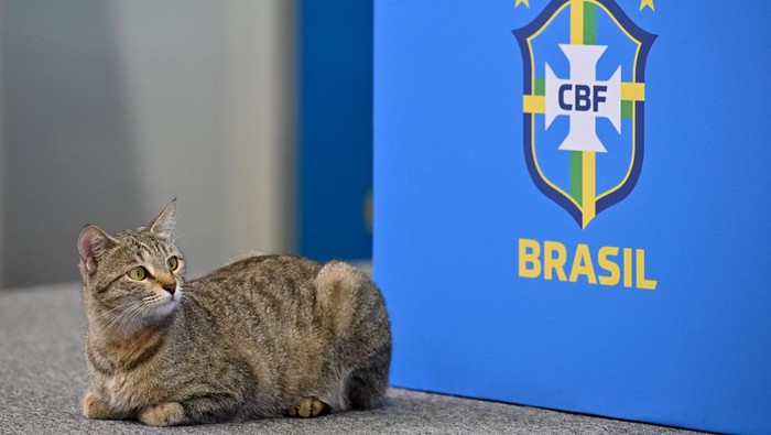 Kucing A cat that climbed onto the conference table looks on as Brazil's forward #20 Vinicius Junior continues with the press conference at the Al Arabi SC Stadium in Doha on December 7, 2022, during the Qatar 2022 World Cup football tournament. - Brazil and Croatia will meet in one of the Qatar 2022 World Cup quarter-finals on December 9. (Photo by NELSON ALMEIDA / AFP) (Photo by NELSON ALMEIDA/AFP via Getty Images)