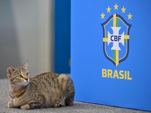 Meme Kocak Brasil Tersingkir gegara Azab Kucing