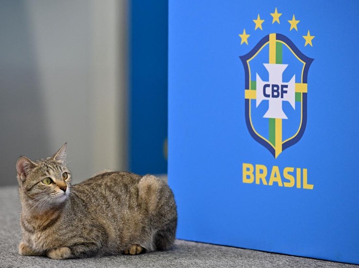 A cat that climbed onto the conference table looks on as Brazil's forward #20 Vinicius Junior continues with the press conference at the Al Arabi SC Stadium in Doha on December 7, 2022, during the Qatar 2022 World Cup football tournament. - Brazil and Croatia will meet in one of the Qatar 2022 World Cup quarter-finals on December 9. (Photo by NELSON ALMEIDA / AFP) (Photo by NELSON ALMEIDA/AFP via Getty Images)