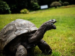 Jonathan Kura-kura Raksasa Tertua di Dunia Masih Hidup!