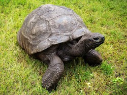 Mengulas Berbagai Fakta Kura-Kura: Habitat, Masa Hidup, sampai Jenis-jenisnya