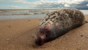 Misterius! 2.500 Anjing Laut Mati Terdampar di Pantai Rusia