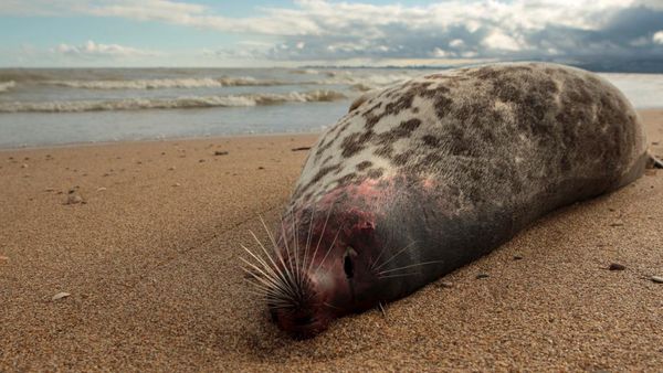 Misterius! 2.500 Anjing Laut Mati Terdampar di Pantai Rusia