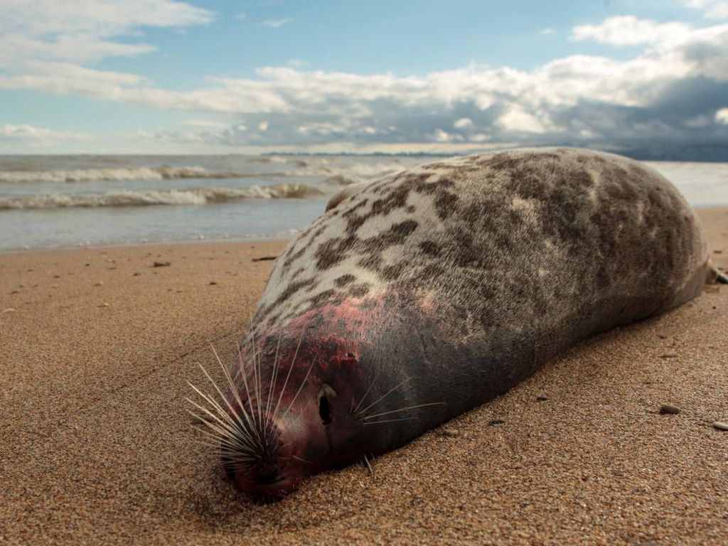 Misterius! 2.500 Anjing Laut Mati Terdampar di Pantai Rusia Misterius! 2.500 Anjing Laut Mati Terdampar di Pantai Rusia