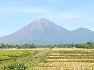 Penampakan Gunung Semeru Usai Muntahkan Lava Pijar hingga Erupsi