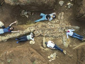 Pemburu Fosil Purba Temukan Jejak Plesiosaurus di Peternakan Queensland Pemburu Fosil Purba Temukan Jejak Plesiosaurus di Peternakan Queensland