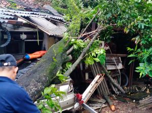 Pohon Tumbang Timpa Rumah-Mobil Warga di Bojong Nangka Bogor