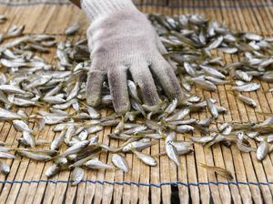 Sistem Ekonomi Tradisional: Ciri-ciri, Kelebihan, dan Kelemahan Sistem Ekonomi Tradisional: Ciri-ciri, Kelebihan, dan Kelemahan