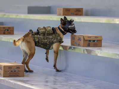 Saat Anjing Ikut Amankan Piala Dunia di Qatar, Mampu Lacak Bom