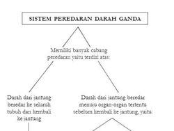 Mengenal Peredaran Darah Kecil dan Fungsinya dalam Tubuh Manusia