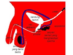 Berikut, Saluran Reproduksi Pria Urut Bagian Internal dan Eksternal