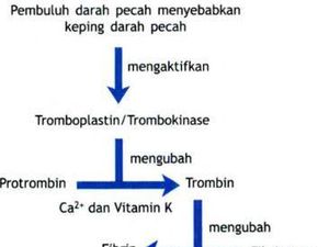 Skema Pembekuan Darah: Pengertian, Faktor, dan Proses Terjadinya