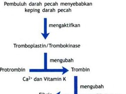 Skema Pembekuan Darah: Pengertian, Faktor, dan Proses Terjadinya