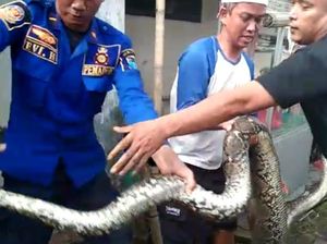 Ular Piton 3 Meter Bikin Geger Warga Lebak, Damkar Beraksi