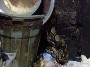 Piton 3 Meter Ditangkap Usai Pesta di Pemotongan Ayam Pasar Dauh Pala