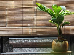 Cara Mudah Membuat Bonsai Kelapa dan Perawatannya