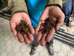 Jelang Nataru, Harga Andaliman di Medan Tembus Rp 250 Ribu