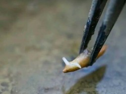 Video: Tiongkok Siap Memanen Padi yang Ditanam di Luar Angkasa